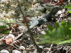 Pholidoscelis fuscatus