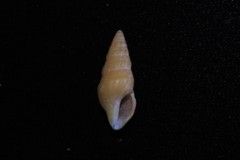 Turridae