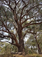 Eucalyptus goniocalyx