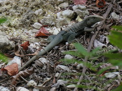 Pholidoscelis fuscatus