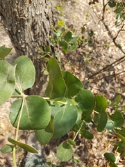 Eucalyptus goniocalyx
