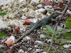 Pholidoscelis fuscatus