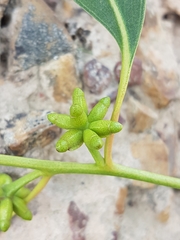 Eucalyptus goniocalyx