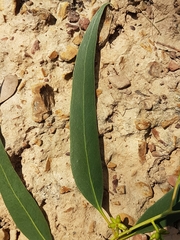 Eucalyptus goniocalyx