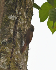 Lepidocolaptes souleyetii