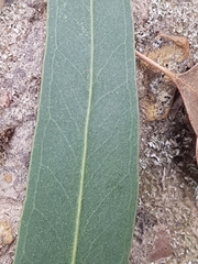 Eucalyptus goniocalyx