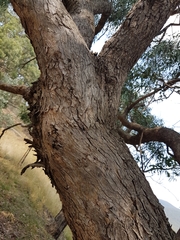 Eucalyptus goniocalyx