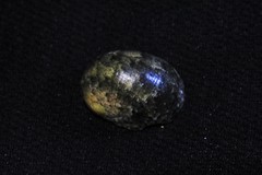 Nerita erythrostoma