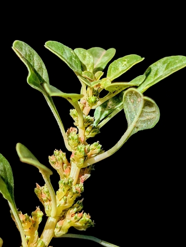 Amaranthus crassipes iNat (2)