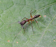 Odontomachus chelifer