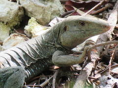 Pholidoscelis fuscatus