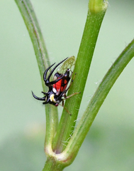 Cyphonia trifida