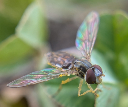 Unknown species found near Madisonville, TN 37354, USA