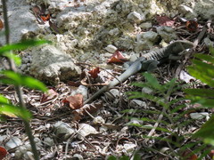 Pholidoscelis fuscatus