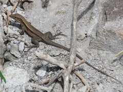 Pholidoscelis fuscatus