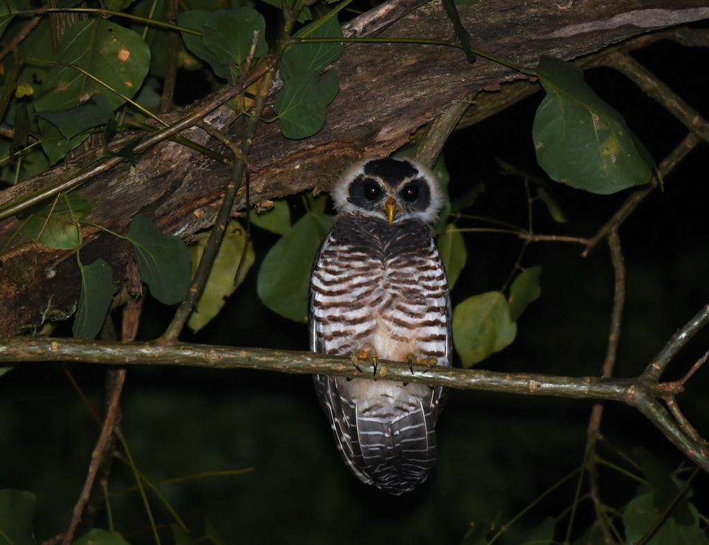 pulsatrix melanota Band-bellied Owl (Pulsatrix melanota) · iNaturalist