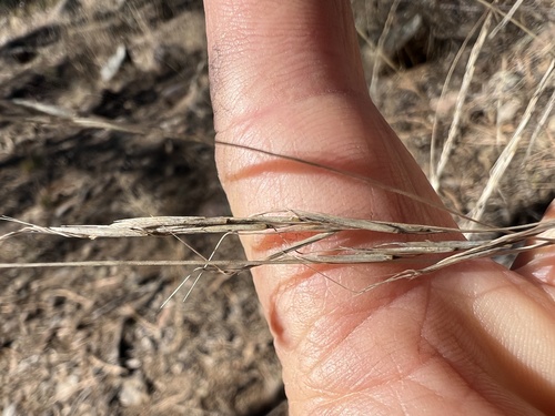 Aristida schiedeana, 2025-12-05