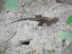 Pholidoscelis fuscatus
