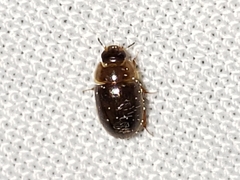 Enochrus ochraceus