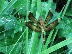 Neurothemis manadensis