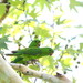 Northwestern Green Parakeet - Photo (c) Javier Cruz Nieto, some rights reserved (CC BY-NC), uploaded by Javier Cruz Nieto