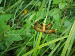 Neurothemis manadensis