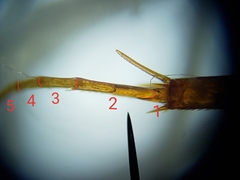 Enochrus ochraceus