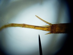 Enochrus ochraceus