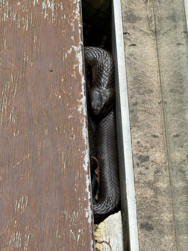 Tiger Snake sighting
