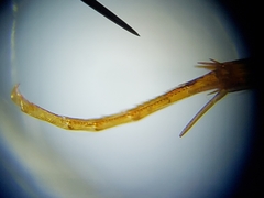 Enochrus ochraceus