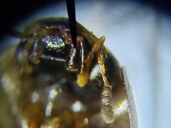 Enochrus ochraceus
