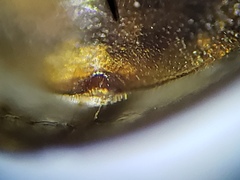 Enochrus ochraceus