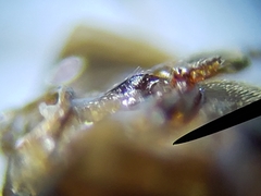 Enochrus ochraceus
