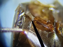 Enochrus ochraceus