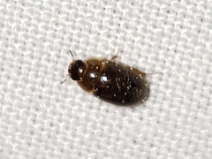 Enochrus ochraceus