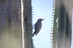 Melanerpes uropygialis