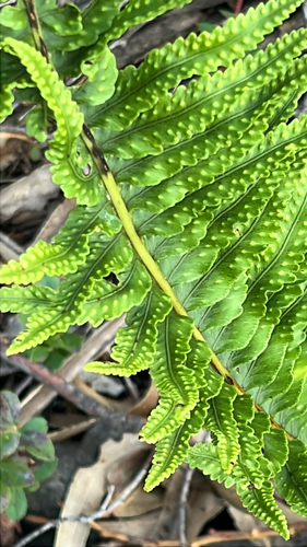 Polypodium pellucidum observed 2025-12-06