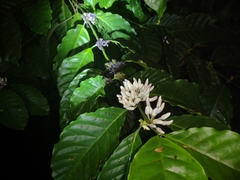 Coffea canephora