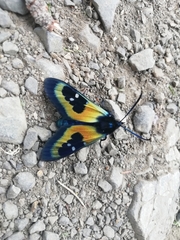 Chrysocale splendens