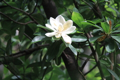 Magnolia tarahumara
