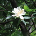 Magnolia tarahumara - Photo (c) Javier Cruz Nieto, μερικά δικαιώματα διατηρούνται (CC BY-NC), uploaded by Javier Cruz Nieto