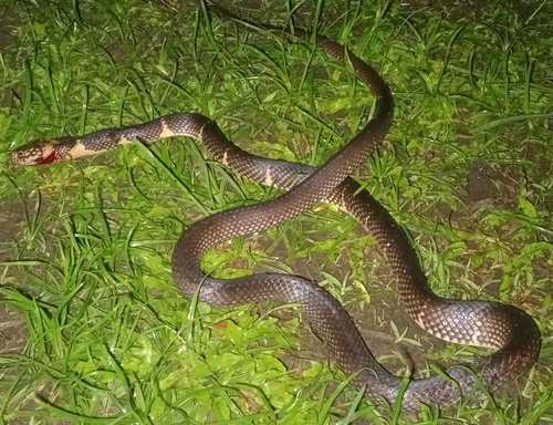 Batjan Frog-eating Snake