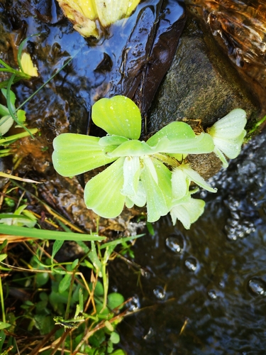 Pistia stratiotes