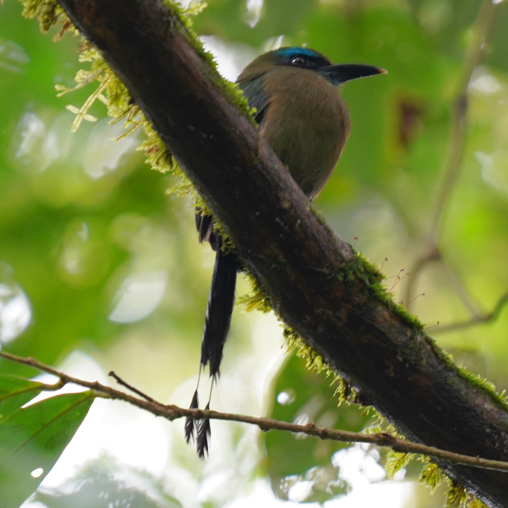 Keel-billed Motmot (Electron carinatum), photo 9