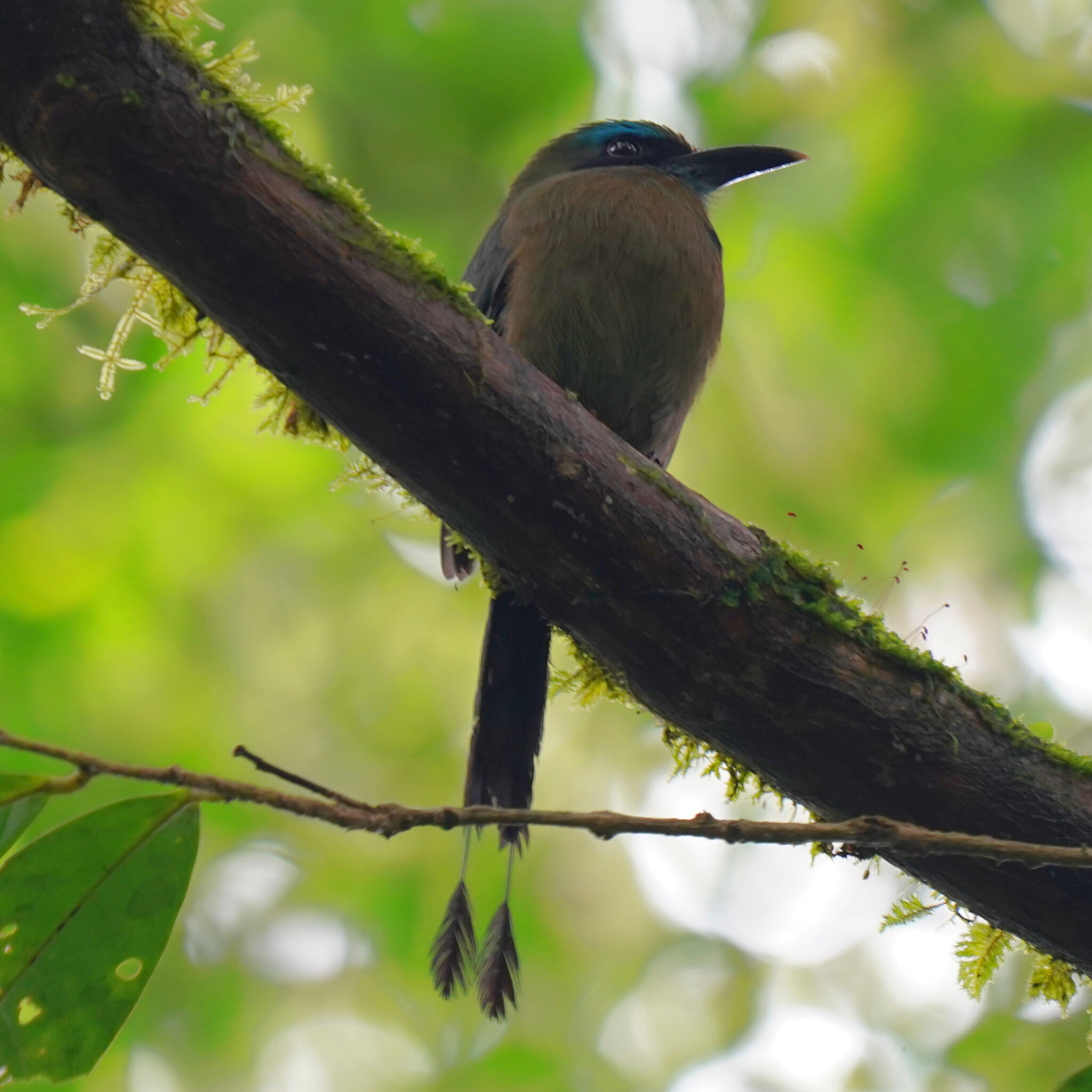 Keel-billed Motmot (Electron carinatum), photo 7