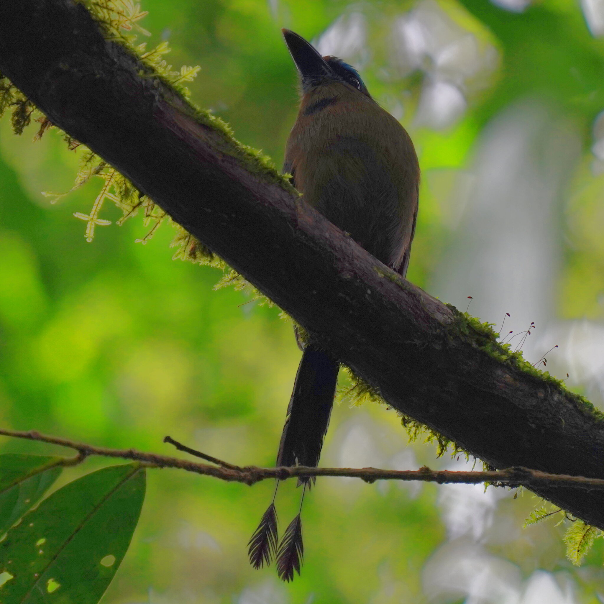 Keel-billed Motmot (Electron carinatum), photo 8
