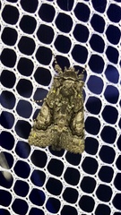 Behrensia conchiformis