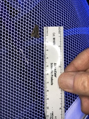 Behrensia conchiformis