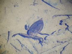 Lethocerus collosicus