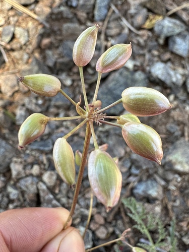 Engelmann's Lomatium (Lomatium engelmannii)